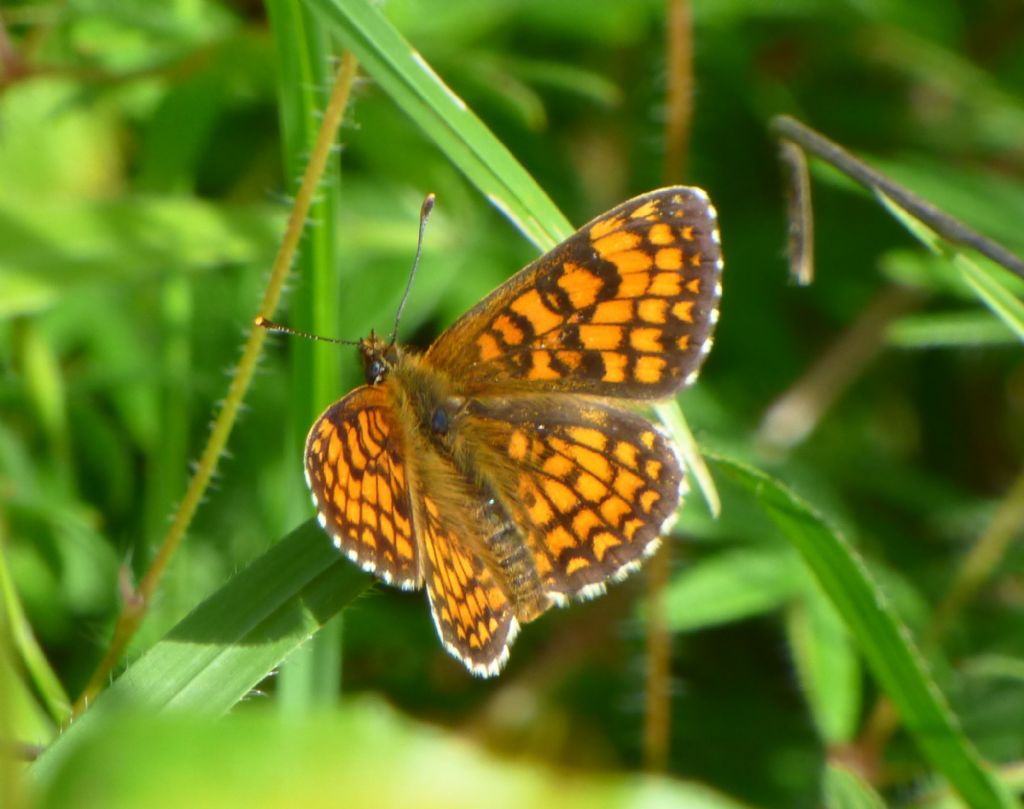 Melitaea?  S, M. nevadensis